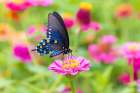 Pipevine swallowtail on zinnia, Marion County, Illinois. Art Print
